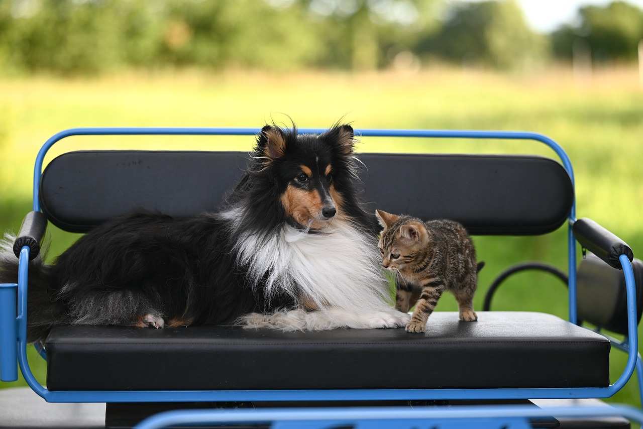 Cão pastor-de-shetland deitado num banco ao lado de um gatinho rajado