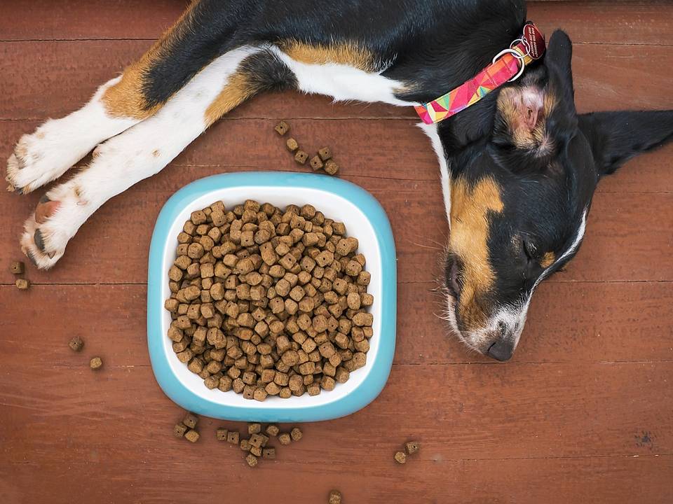 Patas de cachorro ao lado de um pote cheio de ração seca no chão de madeira
