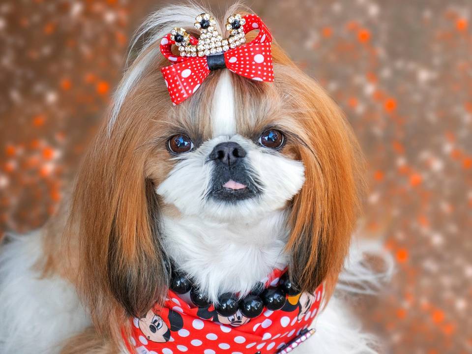 Shih tzu de pelo comprido com laço vermelho na cabeça